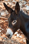 image of animal