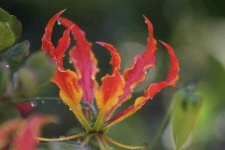 image of flower