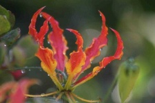 image of fire_lily #5