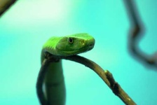image of green_mamba