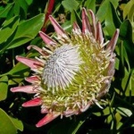 image of flower