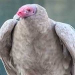 image of bird