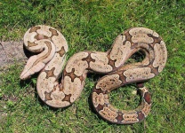 image of king_snake