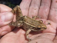 image of tailed_frog