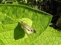 image of cabbage_butterfly