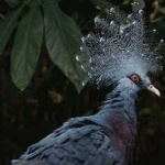 image of victoria_crowned_pigeon #4