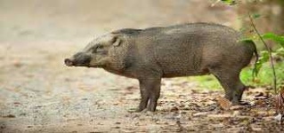 image of boar #53