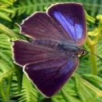 image of animal