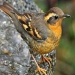 image of bird