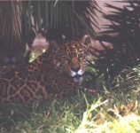 image of jaguar_car