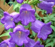image of flower