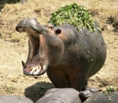 image of hippopotamus