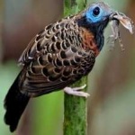 image of bird
