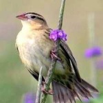 image of bird
