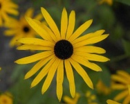 image of flower