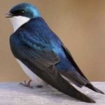 image of bird