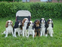 image of blenheim_spaniel