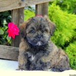 image of teddy_bear