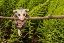 image of possum #28