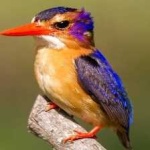image of bird