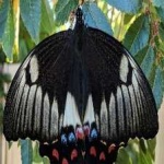 image of animal