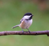 image of chickadee