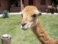 image of alpaca #25