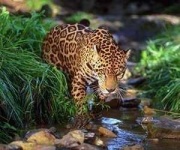 image of jaguar_car
