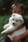 image of samoyed