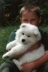 image of samoyed #4