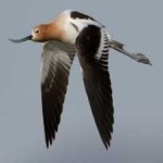 image of bird
