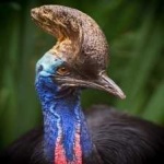 image of bird