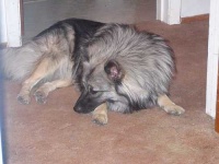 image of keeshond