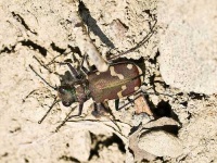 image of tiger_beetle #21