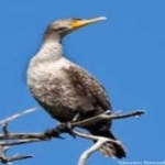 image of bird