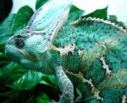 image of african_chameleon