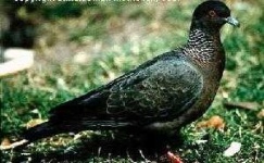 image of pigeon