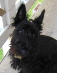 image of scottish_terrier #5