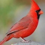 image of bird