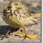 image of american_pipit #34