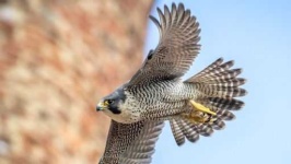 image of falcon