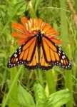 image of monarch