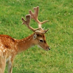 image of animal