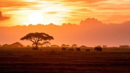 image of savanna