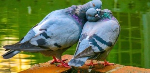 image of animal