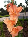 image of flower