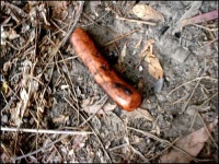 image of hotdog