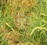 image of partridge