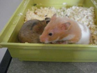 image of hamster