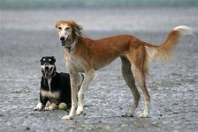 image of saluki